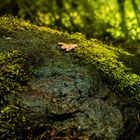 Ein nasser Fels im Wald