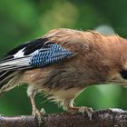 ein nasser - Garrulus glandarius oder Eichelhäher