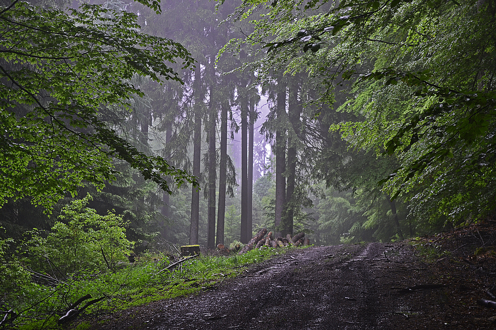 ein nasser Spaziergang im Wald