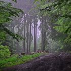 ein nasser Spaziergang im Wald