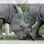 Ein Nasshorn und zwei Trockenhörner