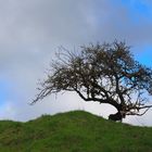 ein natuerlicher Bonsai