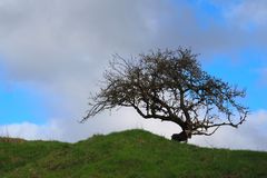 ein natuerlicher Bonsai