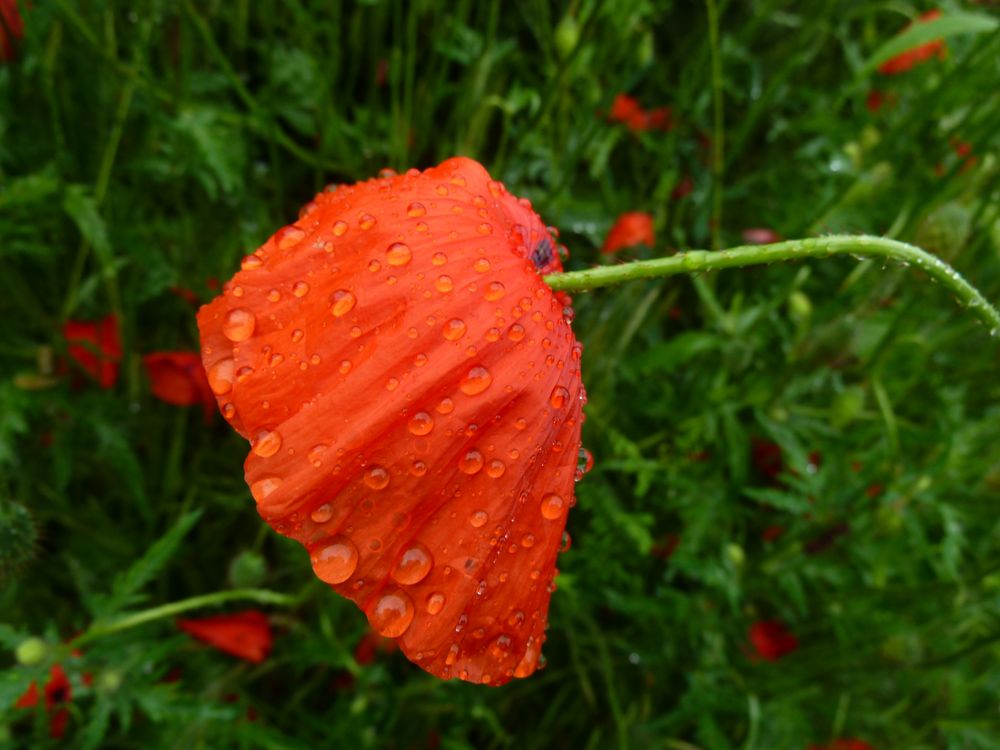 Ein natürliches Regencape...