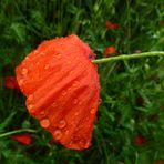 Ein natürliches Regencape...