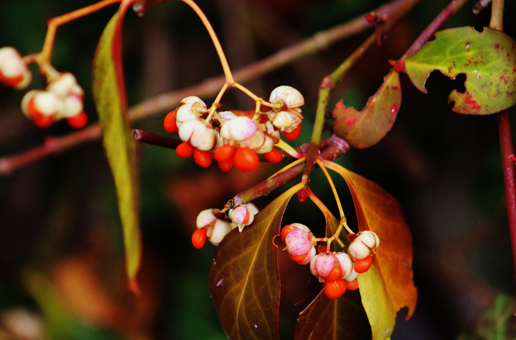 ein Natur Stilleben im Winter 2