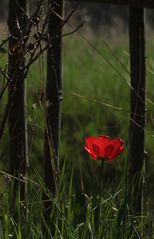 Ein naturnaher Garten ...