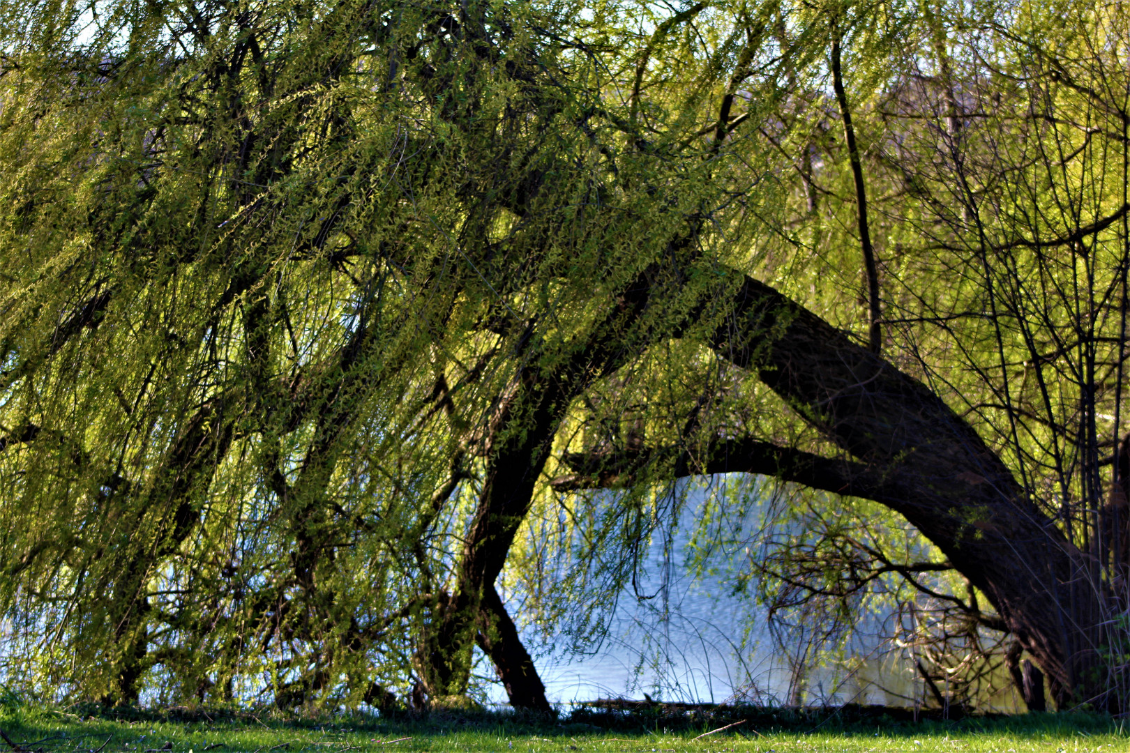 ein Naturstilleben im Frühling am See