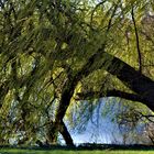 ein Naturstilleben im Frühling am See