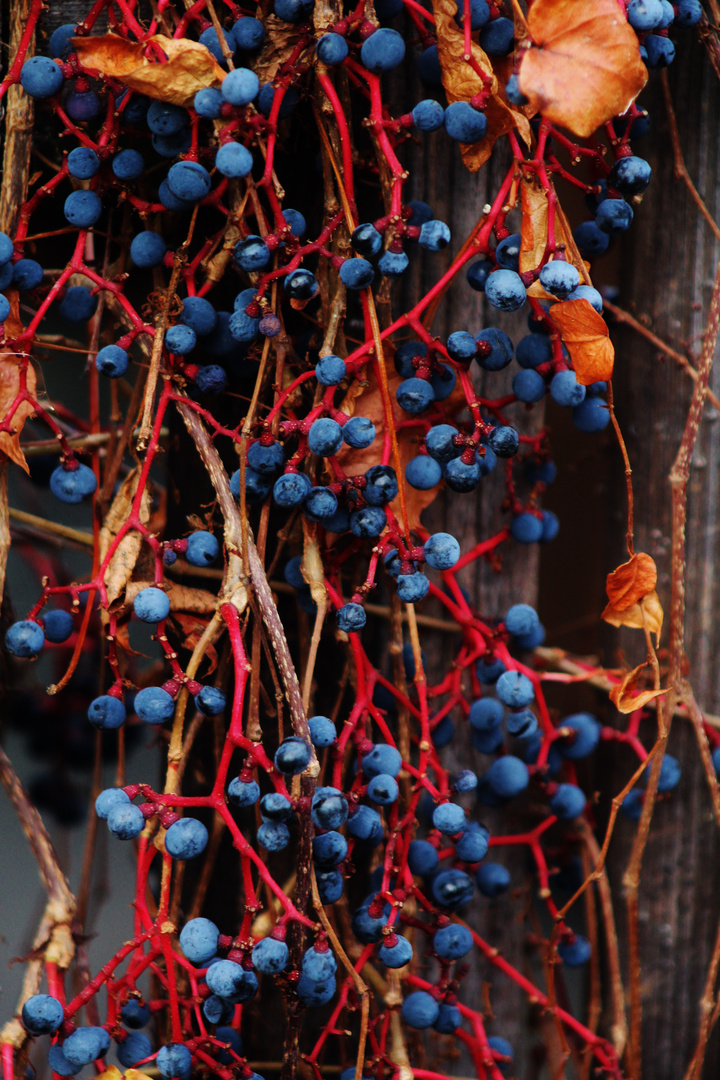 Ein Naturstilleben im Winter  3