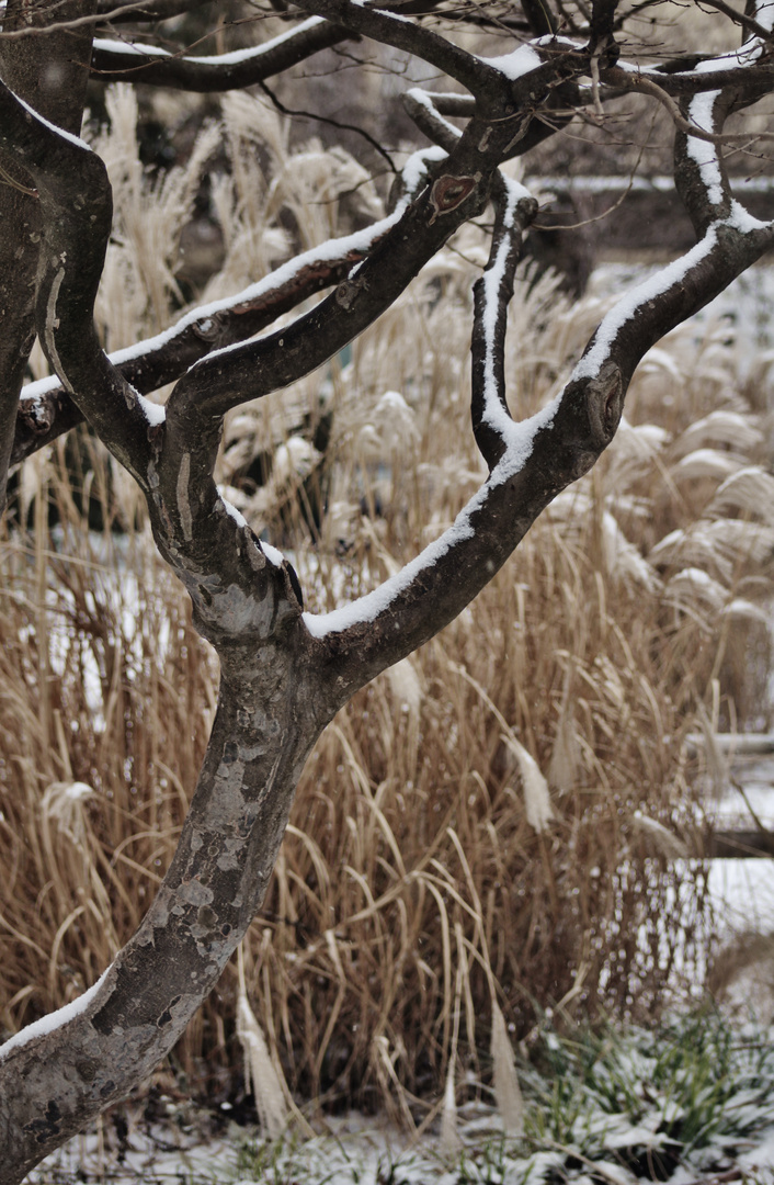 Ein Naturstilleben im Winter