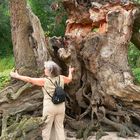 Ein Naturwunder - der riesige entwurztelte Baum