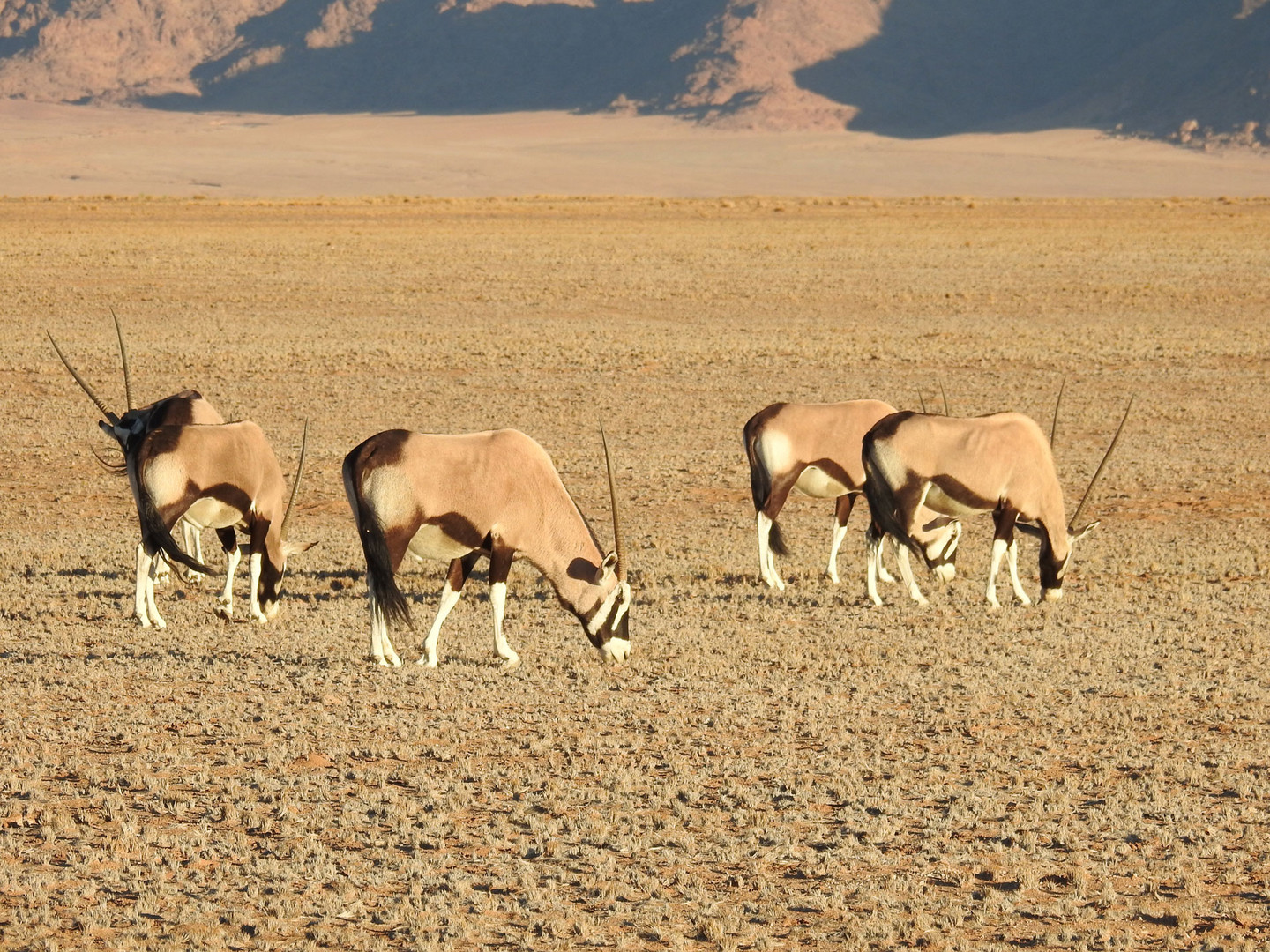 Ein Naturwunder: Oryx fressen wo nichts ist und sind wohlgenährt