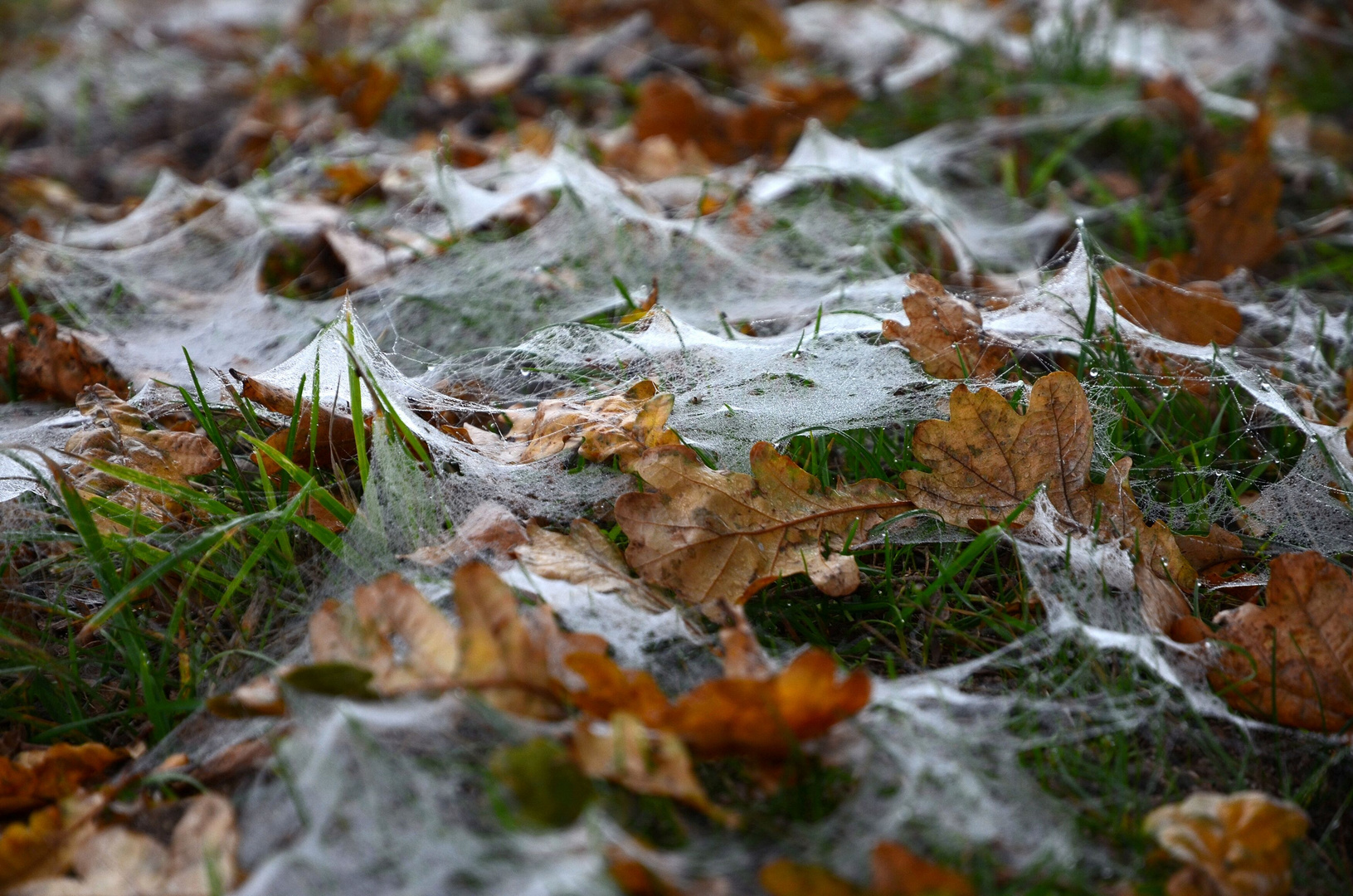 ein Nebel Tag, unter der Eiche