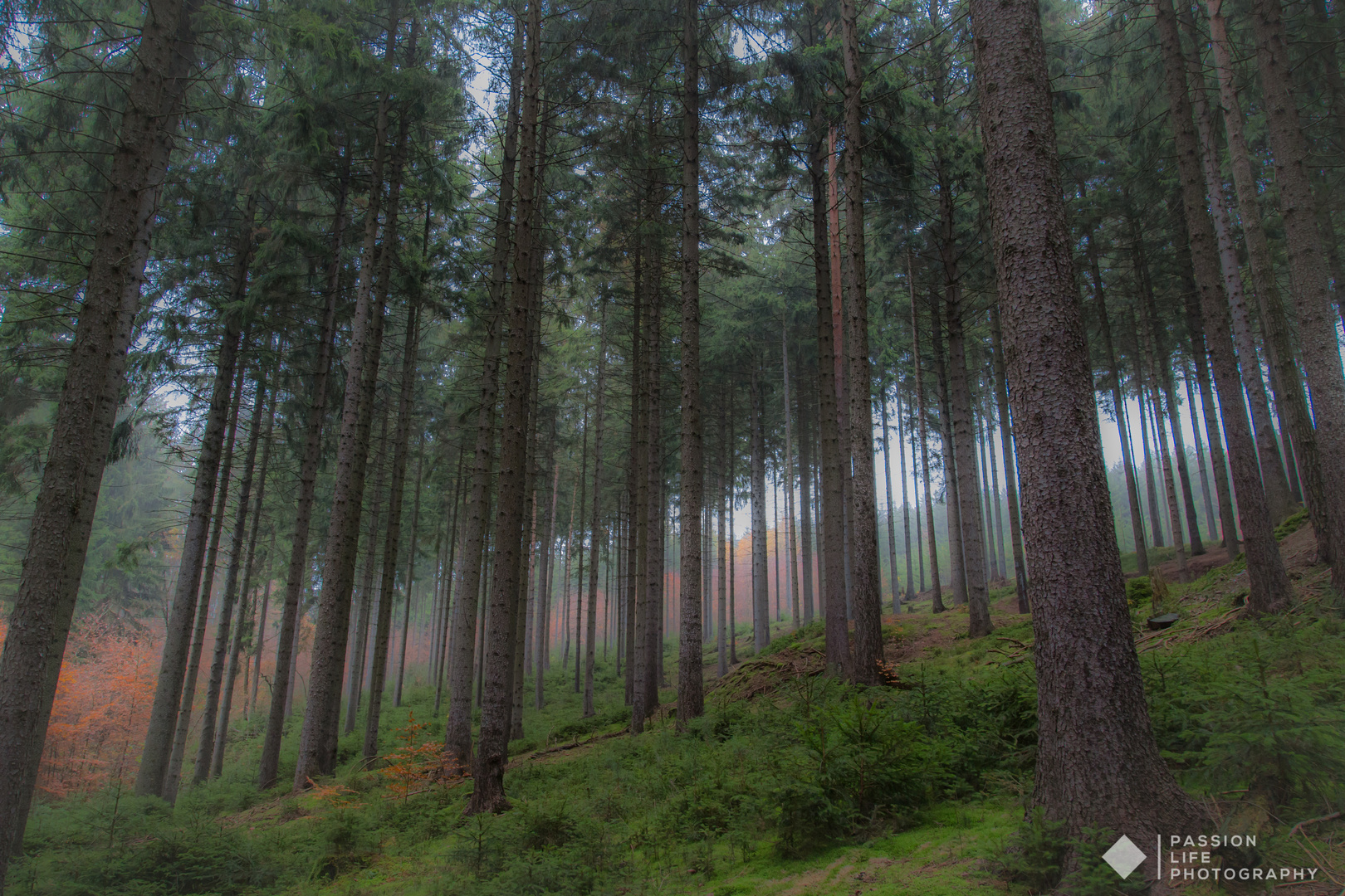 ein Nebelmorgen im niedereinsiedler Wald(Sachsen)