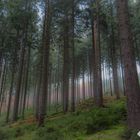 ein Nebelmorgen im niedereinsiedler Wald(Sachsen)