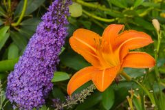 Ein Nebeneinander im Garten - Sommerflieder und Taglilie
