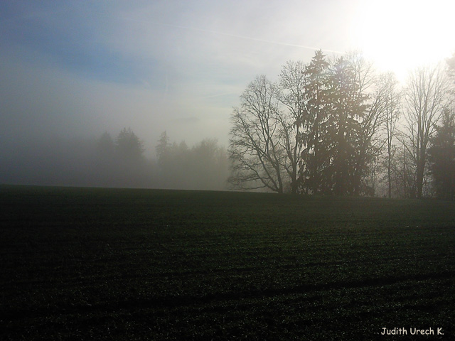 Ein nebliger 28. Dezember 2011 in Zürich Umgebung