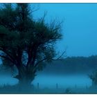 Ein nebliger Abend in Brandenburg