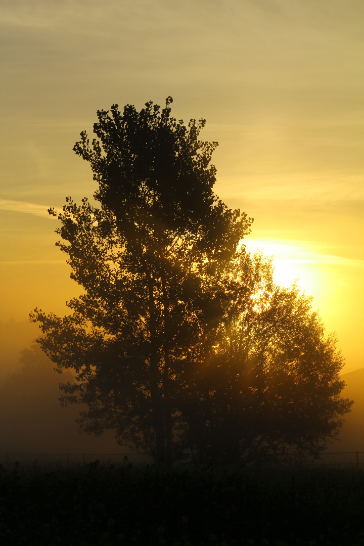 Ein nebliger Morgen