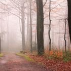 ein nebliger Novembertag im Wald