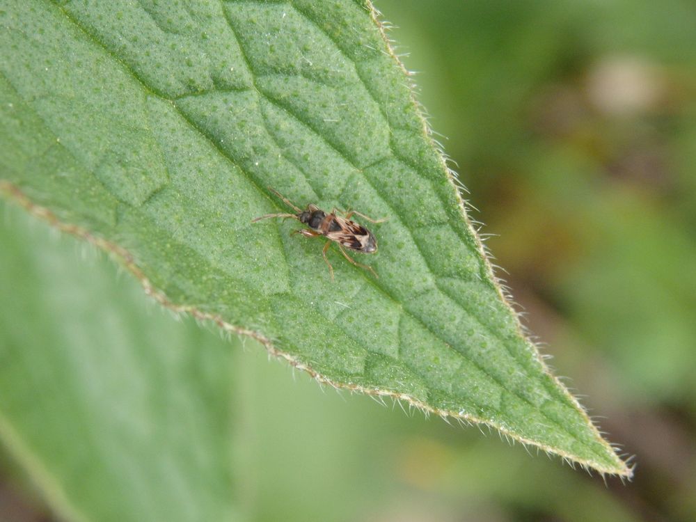 Ein Nesselwicht (Scolopostethus affinis) im Garten