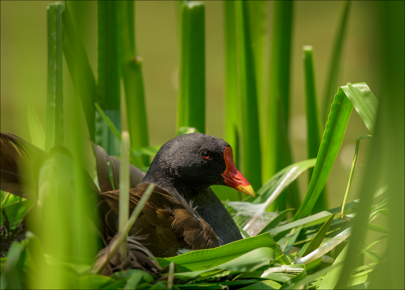 Ein Nest aus Schilf