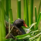 Ein Nest aus Schilf