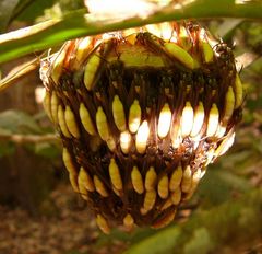 Ein Nest der Apoica pallens in Honduras