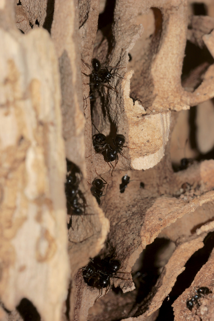 Ein Nest der  Glänzendschwarzen Holzameise (Dendro-)Lasius fulginosus ...