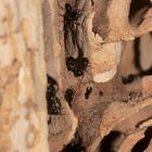 Ein Nest der  Glänzendschwarzen Holzameise (Dendro-)Lasius fulginosus ...