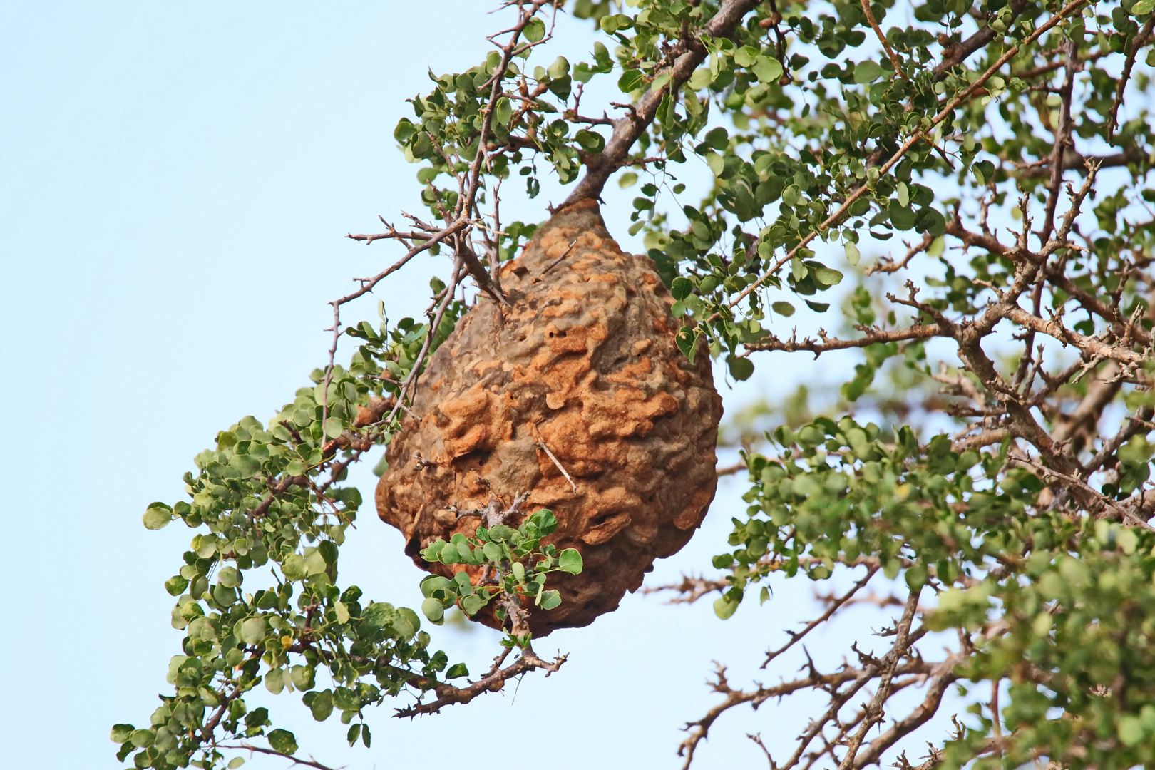 Ein Nest