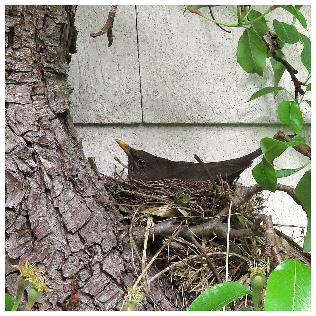 ein Nest im Birnbaum