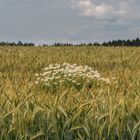 Ein Nest im Kornfeld