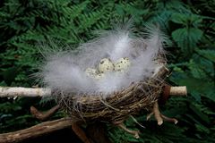 Ein Nest im Zaubetrwald