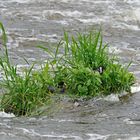 Ein Nest in der Strömung