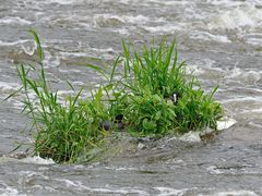 Ein Nest in der Strömung