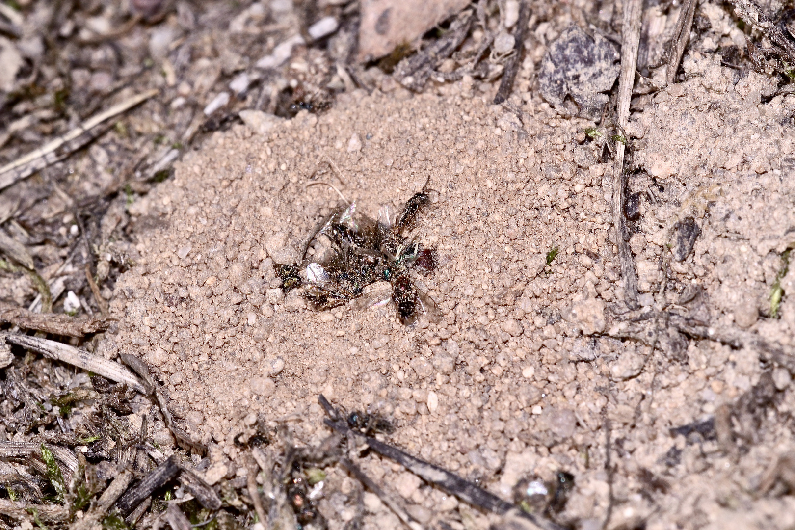 Ein Nest mit Resten von erbeuteten Bienen ...