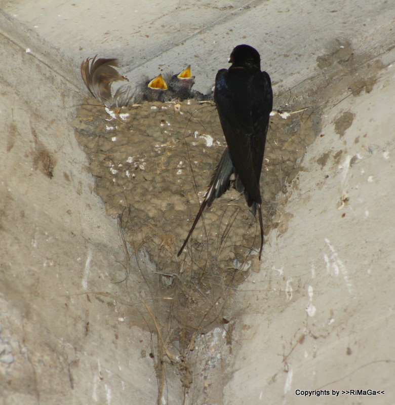 ein Nest voller hungriger Schnäbel