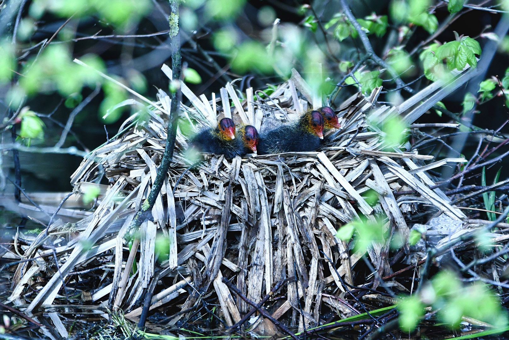 EIN NEST WIE EIN VULKAN