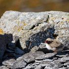 Ein Nestflüchter ungeschützt ??