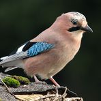 Ein netter Besucher im Garten