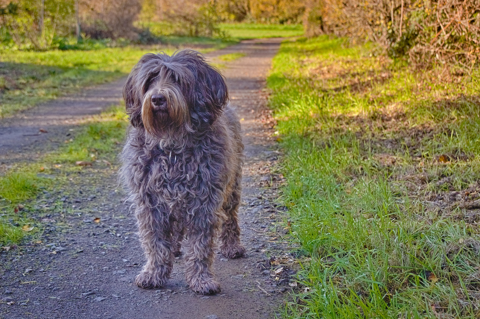 Ein netter Hund