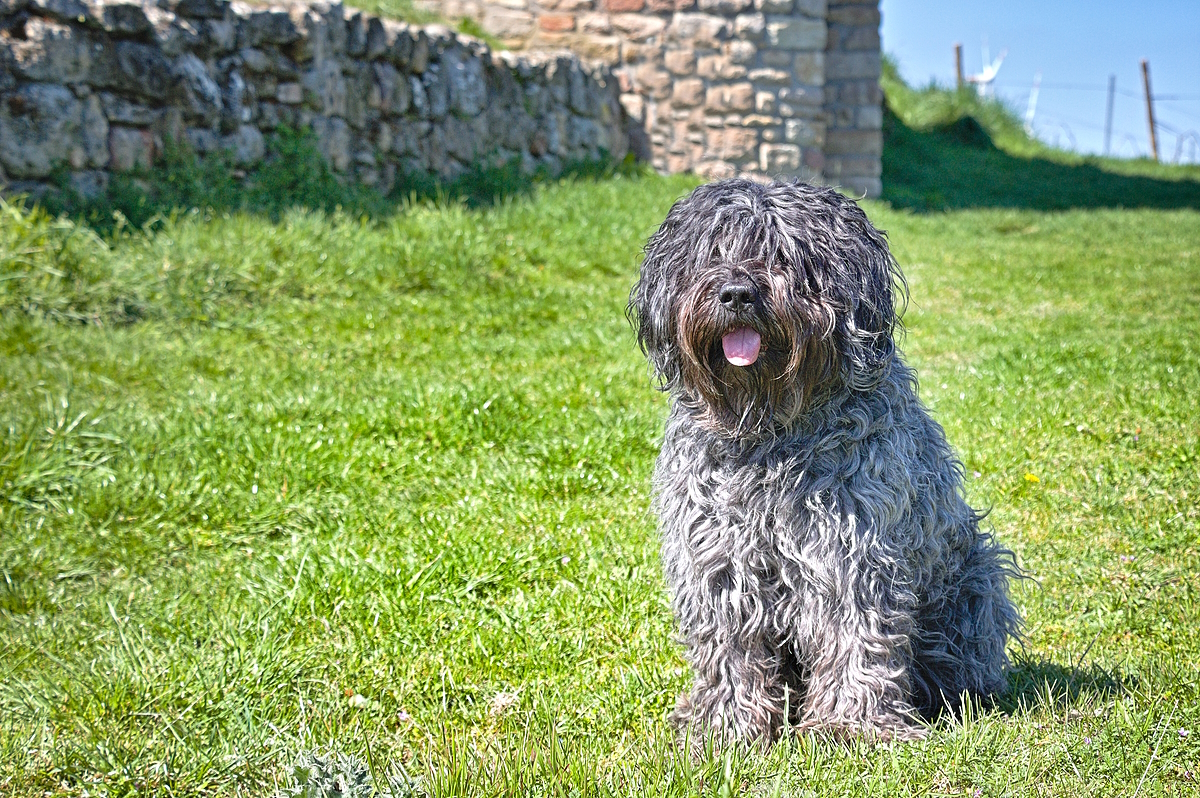 Ein netter Hund