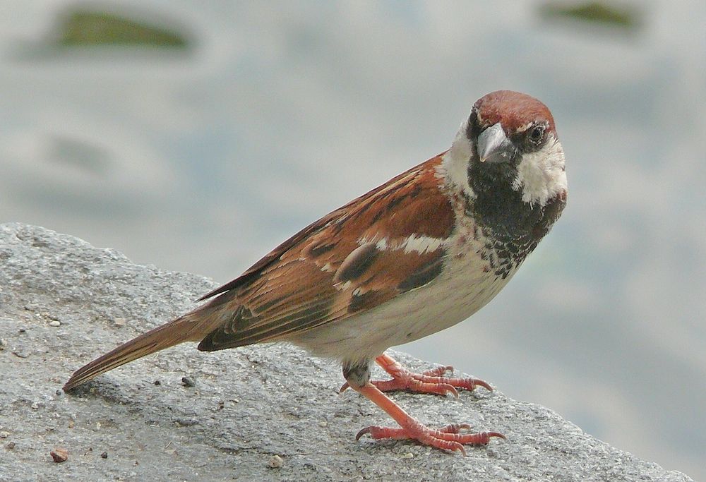 Ein netter "Nachbar" Foto & Bild tiere, wildlife, wild lebende vögel Bilder auf