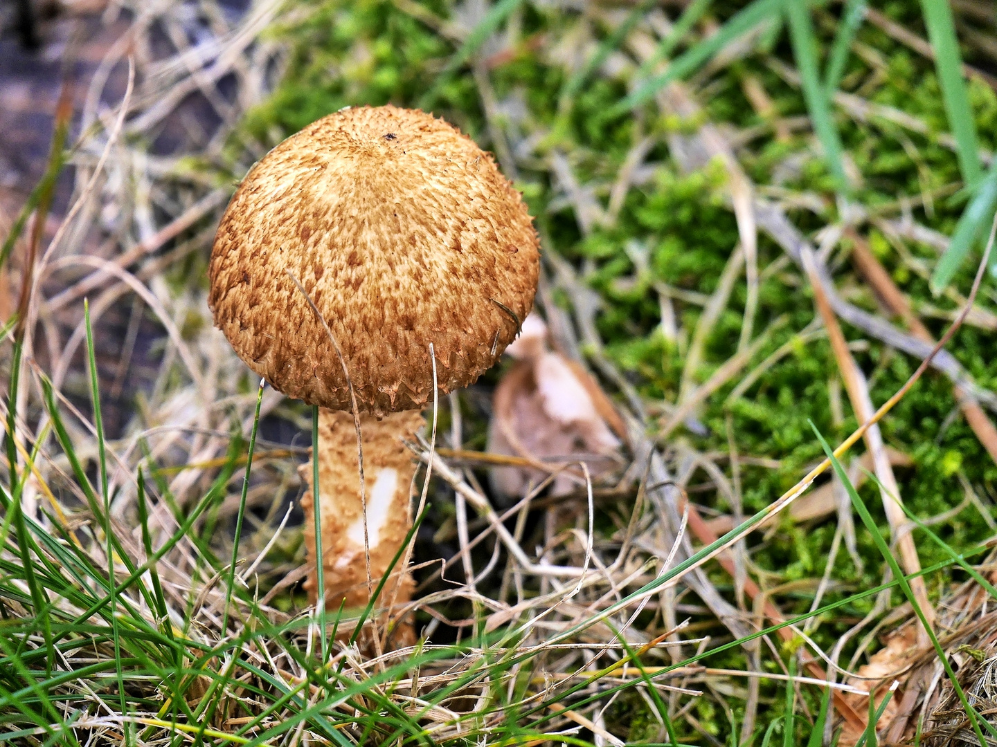 Ein netter Pilz