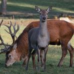 Ein nettes Pärchen.