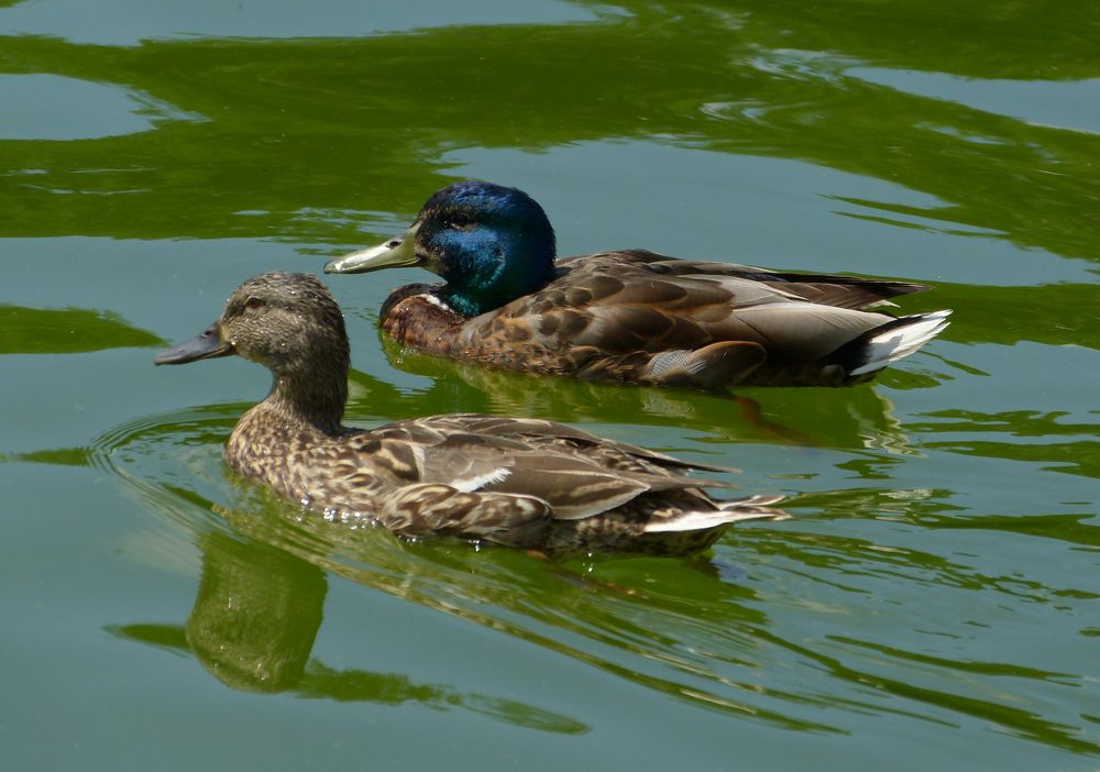 ein nettes Pärchen