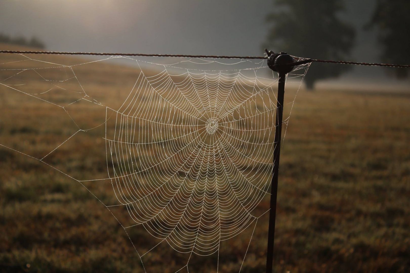 Ein Netz am Morgen
