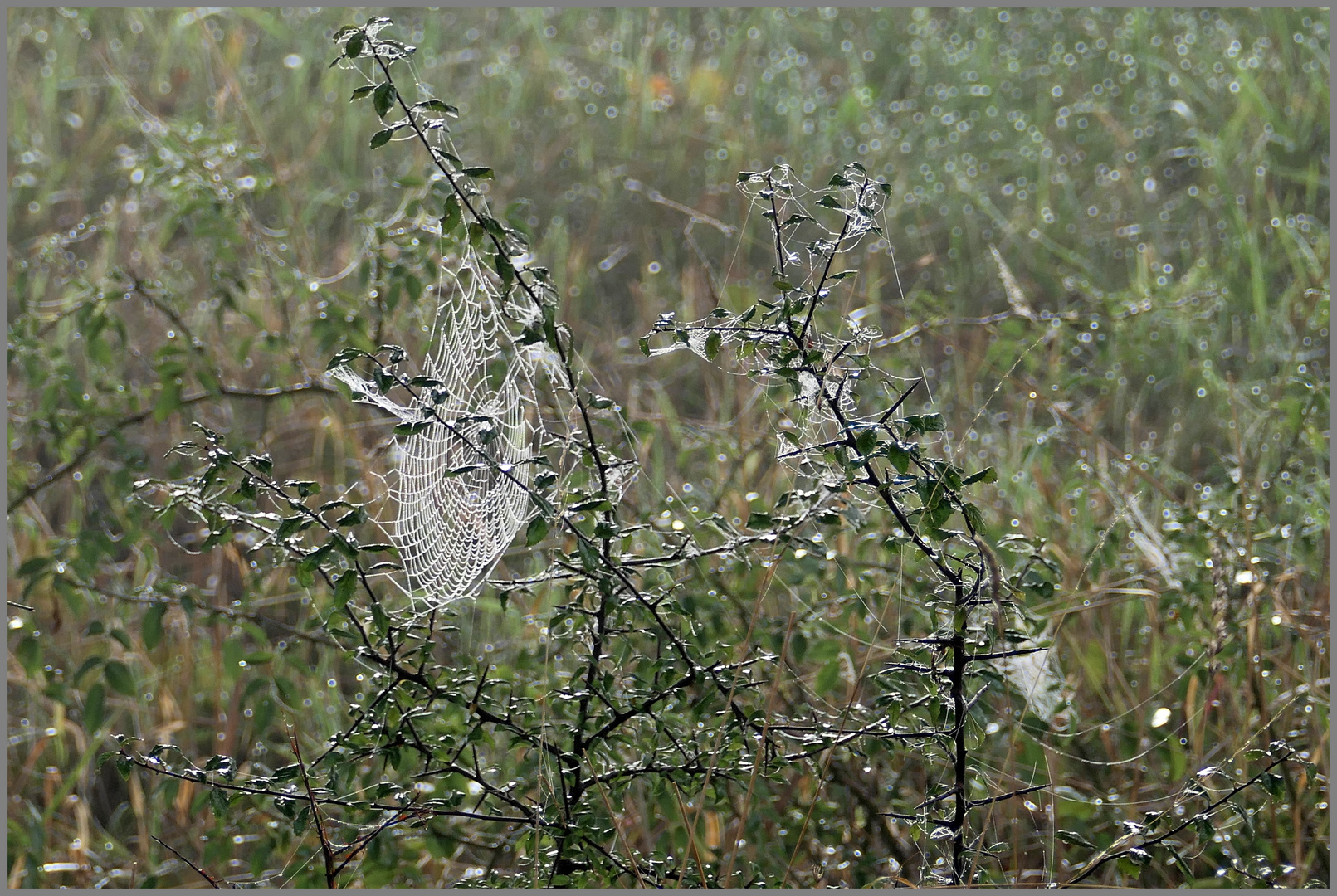 Ein Netz in der Natur